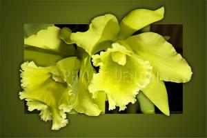 Very Green Orchids